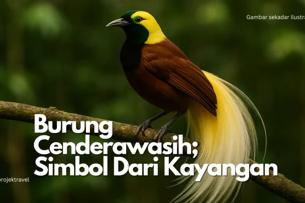 Burung Cenderawasih