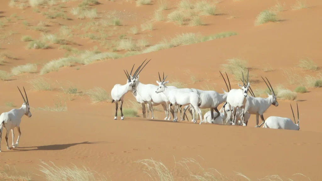 Uruq Bani Ma’arid Saudi