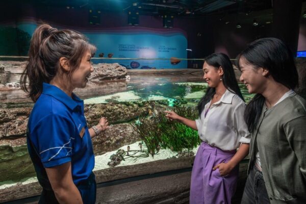 Seahorses singapore oceanarium