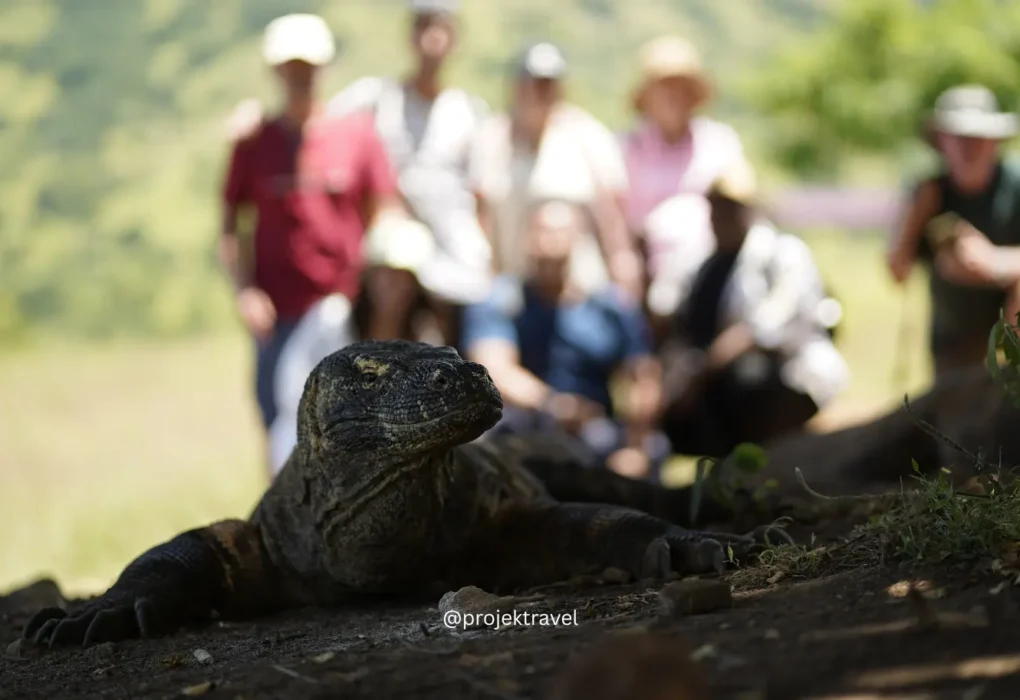 komodo dragon di komodo village labuan bajo