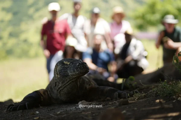 komodo dragon di komodo village labuan bajo