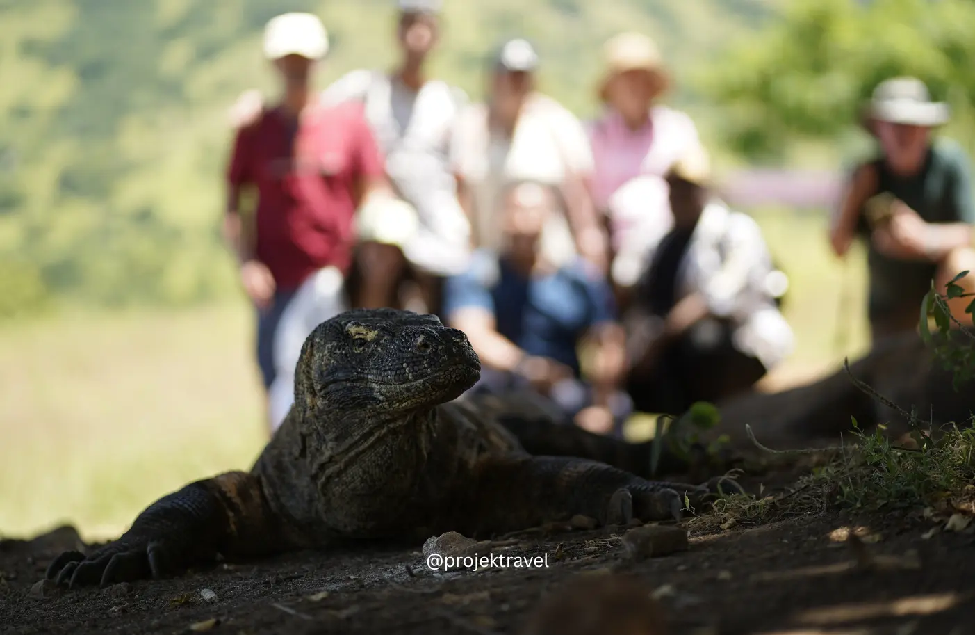 komodo dragon di komodo village labuan bajo