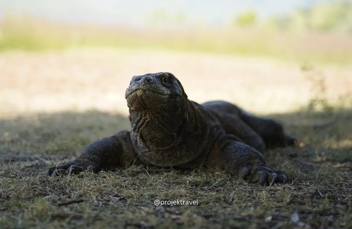 komodo dragon